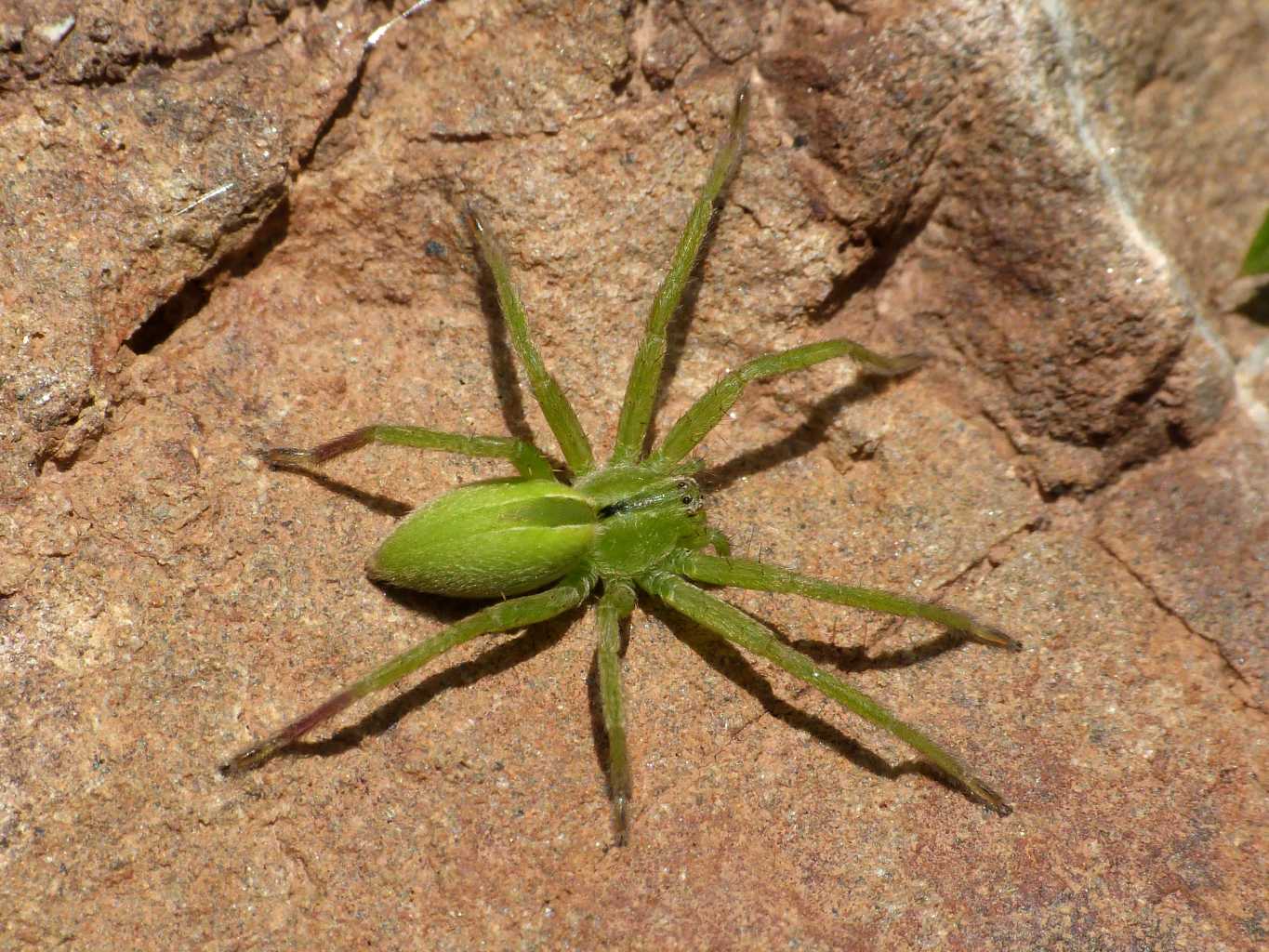 Micrommata ligurina - Alghero (SS) e Tolfa (RM)